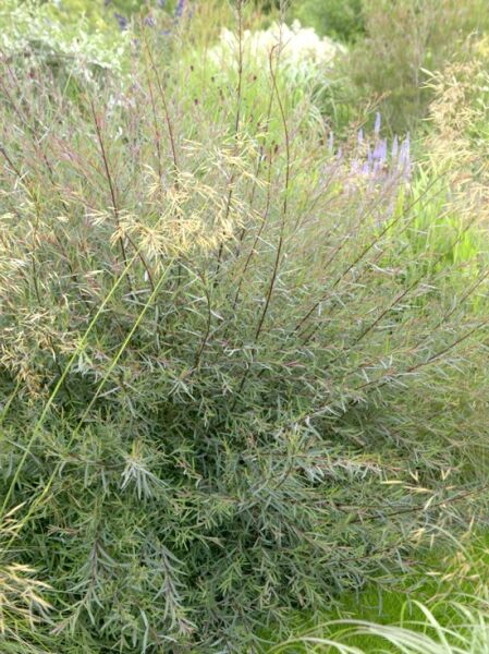 Salix purpurea 'Nancy Saunders' (Purpurweide), buschiger Strauch mit schmalen, grau-grünen Blättern und rötlichen Trieben