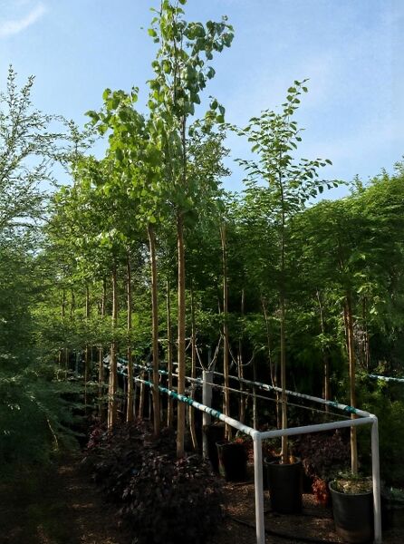 Gewöhnlicher Judasbaum (Cercis siliquastrum) Hochstamm 8-10 StU im Container, junges Laubgehölz mit Stämmchen im Topf.