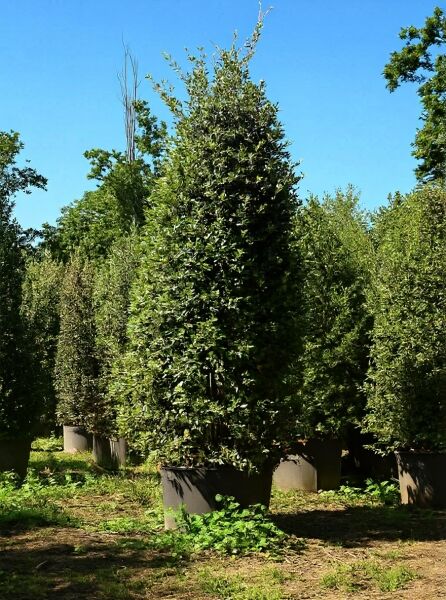Quercus ilex (Stein-Eiche) Wintergrüne Eiche 350-400 cm C200, immergrüner Baum im Container mit dichtem, aufrechtem Wuchs.