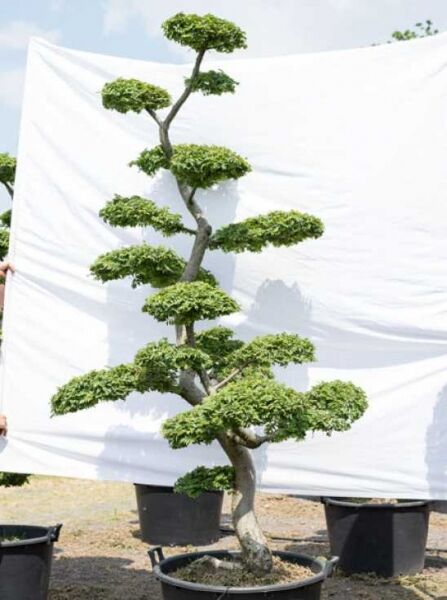 Ulmus minor 'Jacqueline Hillier' H: 240 cm B: 140 cm / Garten-Bonsai (614)