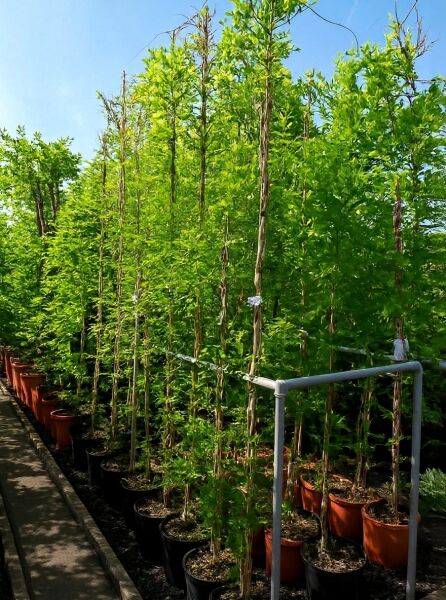 Wisteria floribunda 'Royal Purple' / Japanischer Blauregen 'Royal Purple' 250-300 cm C12, Topfpflanze mit Ranktrieb und grünem Laub