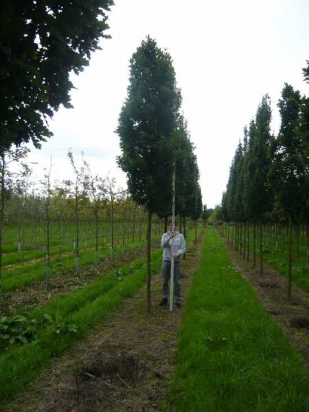 Säulen-Eiche Quercus robur 'Fastigiata Koster' Hochstamm 25-30 StU mit Drahtballen, aufrechter Wuchs mit dichter Krone
