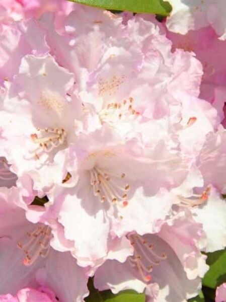 Rhododendron yakushimanum 'INKARHO Silberwolke' / Rhododendron 'INKARHO Silberwolke'