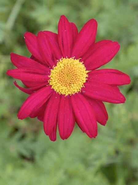 Bunte Garten-Margerite Tanacetum coccineum 'James Kelway' mit kräftig roten Blütenblättern und gelber Mitte