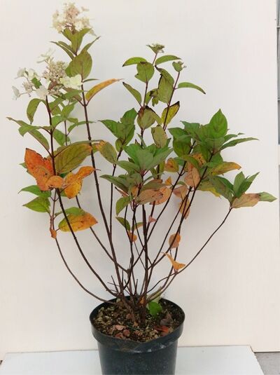 Rispen-Hortensie 'Unique' (Hydrangea paniculata 'Unique') 60-80 cm C10, Strauch im Topf mit grünen Blättern und Rispenblüten