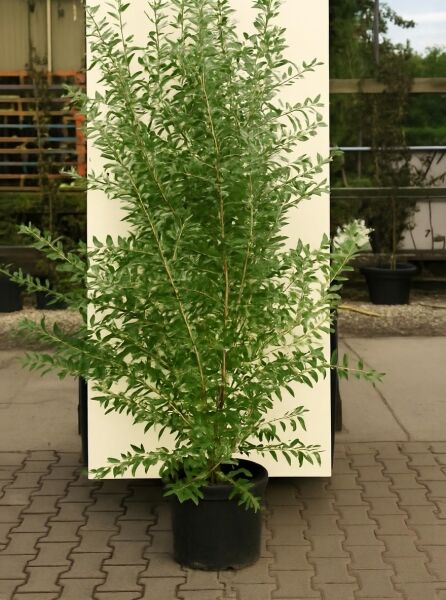 Schmalblättrige Ölweide (Elaeagnus angustifolia) im Topf, 150–175 cm, Container C20, aufrechter Strauch mit schmalen Blättern.