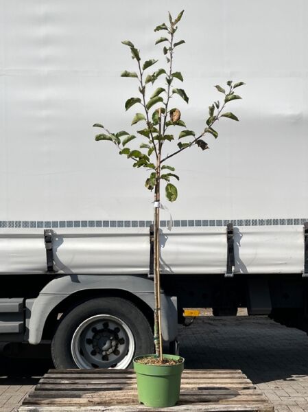 Apfel 'Braeburn' (Malus domestica 'Braeburn') Halbstamm im Topf C7, junger Baum mit aufrechtem Stamm und grünen Blättern.