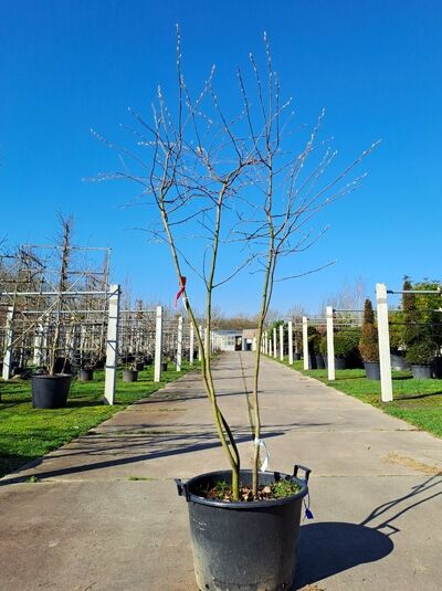 Kupfer-Felsenbirne 200 - 250 cm Schirmform / Amelanchier lamarckii (876138)