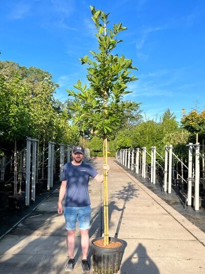 Magnolia loebneri 'Wildcat' / Großblütige Stern-Magnolie 'Wildcat' Hochstamm 10-12 StU im Container, schlanker Stamm mit Laubkrone