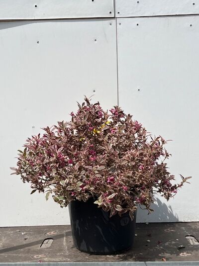 Liebliche Weigelie 'Monet' - Weigela florida 'Monet ®'