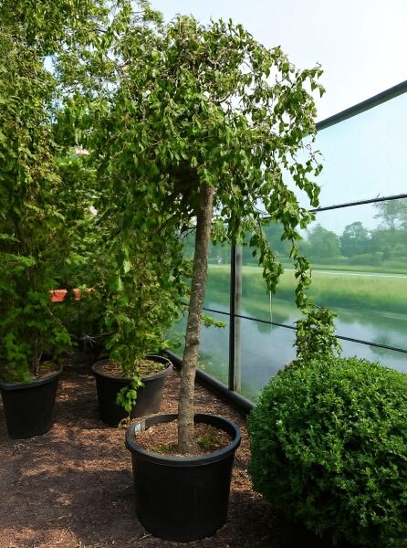 Korkenzieher-Hasel 'Contorta' (Corylus avellana 'Contorta') Hochstamm im Container, 20–25 cm StU, belaubt.