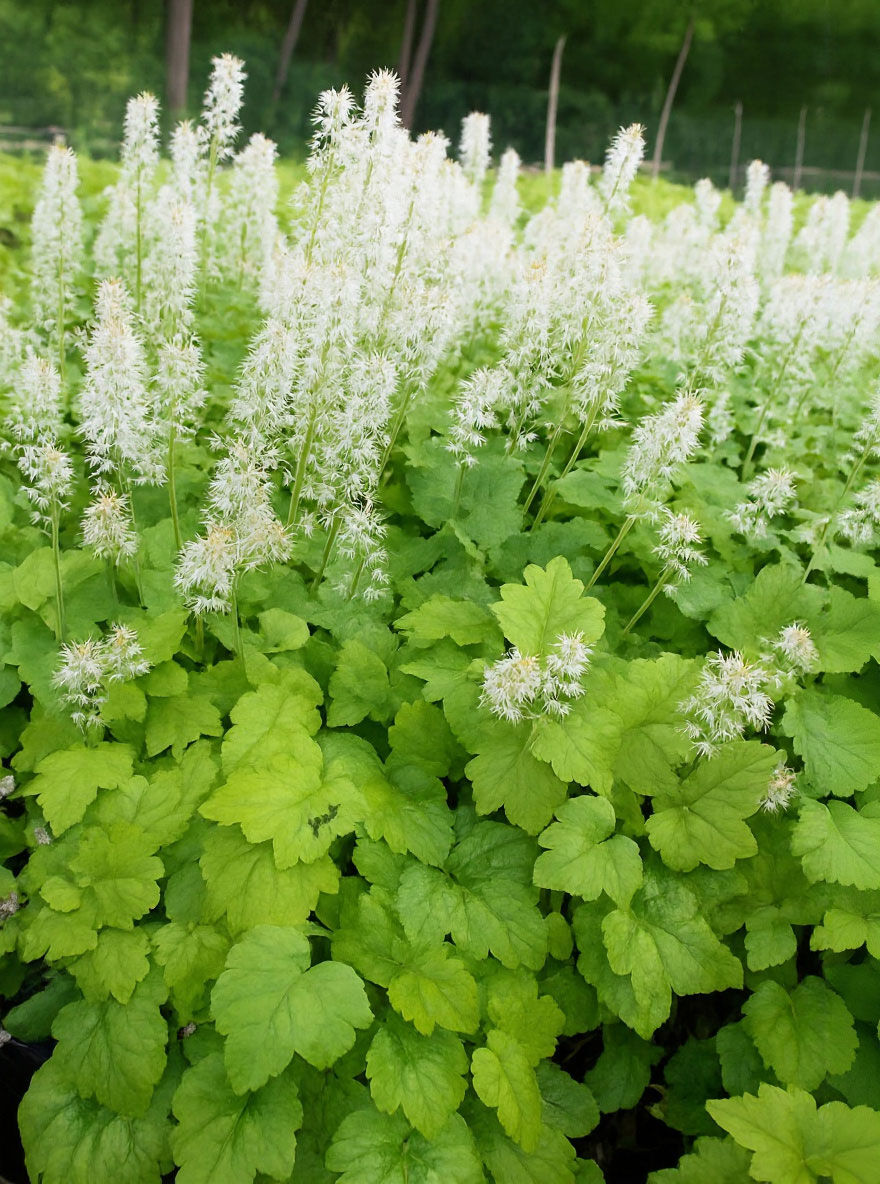 Schaumblüte 'Moorgrün' - Tiarella cordifolia 'Moorgrün'