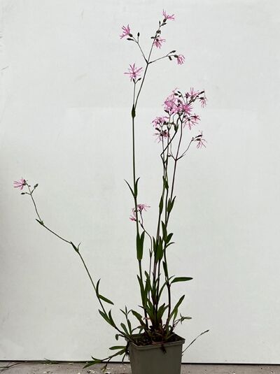 Kuckucks-Licht-Nelke - Lychnis flos-cuculi