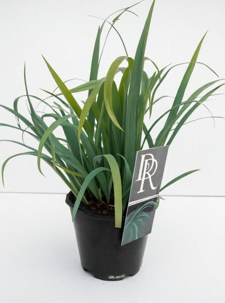 Kriechende Segge Carex luxiculmis 'Bunny Blue' im C2-Topf, horstiger Wuchs mit schmalen, blaugrünen Blättern.