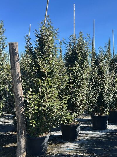 Wintergrüne Ölweide / Elaeagnus ebbingei