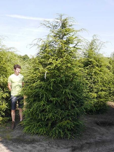 Tsuga canadensis / Kanadische Hemlocktanne 350-400 cm m. Db., großer immergrüner Nadelbaum mit dichtem, kegelförmigem Wuchs