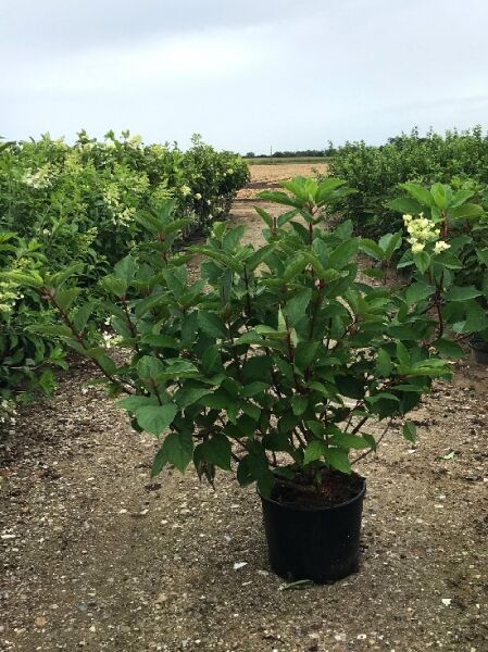 Rispenhortensie Hydrangea paniculata 'Wim's Red', 80-100 cm, C20-Containerpflanze mit grünem Laub und hellen Rispenblüten