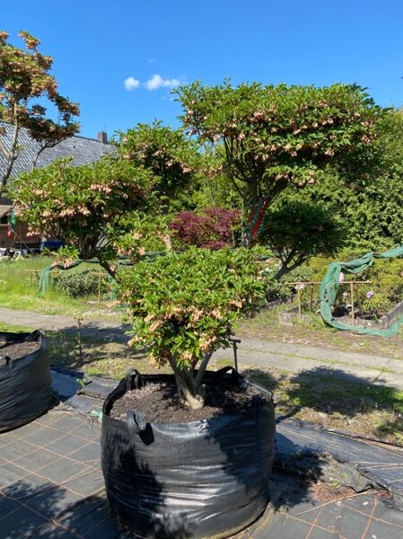 Glockige Prachtglocke / Enkianthus campanulatus