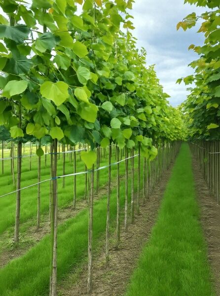 Kaiser-Linde Hochstamm Tilia europaea 'Pallida' (syn. Tilia intermedia 'Pallida') mit dichtem, grünem Laub in Reihenpflanzung.