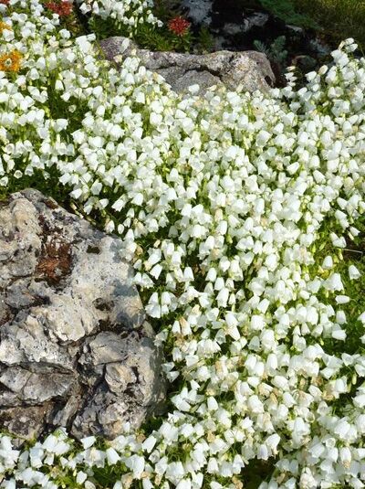 Campanula cochleariifolia 'Bavaria White' / Zwerg-Glockenblume