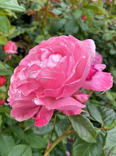 Rosa 'Kölner Flora' (Flora Colonia) / Strauchrose 'Kölner Flora' mit gefüllter, pinkfarbener Blüte und grünem Laub