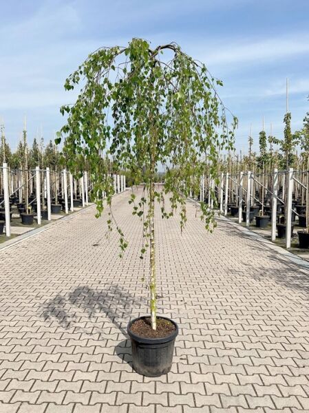 Trauer-Birke 'Youngii' (Betula pendula 'Youngii') 225 cm, Stamm 12-14 StU, im Container, hängende Krone mit grünen Blättern