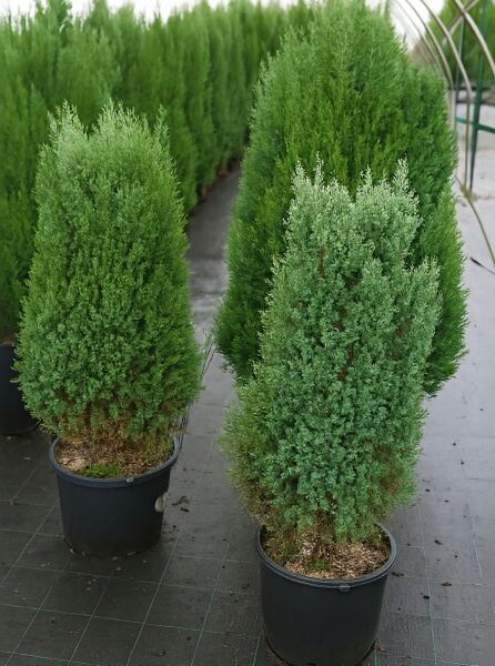 Juniperus chinensis 'Stricta' (Chinesischer Wacholder/Kegel-Wacholder) 80-100 cm C20, kompakt kegelförmig im Topf