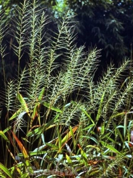 Flaschen-Bürstengras / Flaschen-Bürstengras