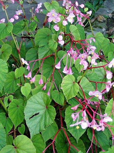 Japanisches Schiefblatt, Stauden-Begonie  / Begonia grandis var. evansiana