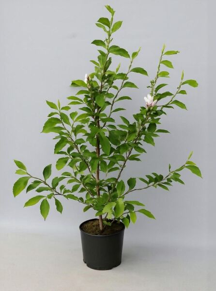Magnolia soulangiana, Tulpen-Magnolie, 125–150 cm, C12 im Topf mit grünem Laub und geöffneten Blütenknospen