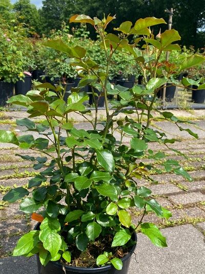 Rosa 'Coral Lions Rose'® Beetrose 'Coral Lions Rose'® C5 im Topf, mehrtriebiger Rosenschössling mit grünem Laub.