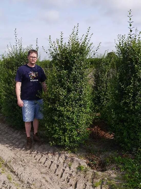 Wintergrner Liguster - Ligustrum vulgare 'Atrovirens' - Baumschule  NewGarden