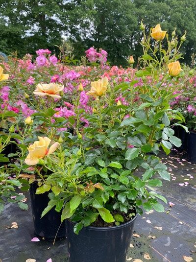 Rosa Glorios Babylon Eyes (Strauchrose) C5 im Topf, buschiger Wuchs mit grünen Blättern und gelben Blütenknospen.