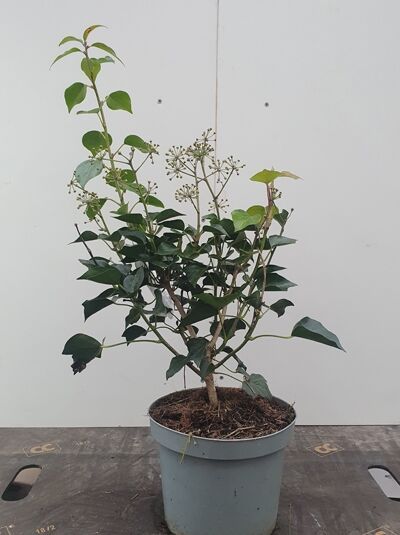 Strauch-Efeu ‘Arborescens’ (Hedera helix ‘Arborescens’) 40–50 cm im C3-Topf, buschiger Wuchs mit grünen Blättern und Dolden.