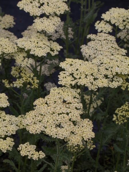 Achillea filipendulina 'Hymne' / Hohe Gold-Garbe, Schafgarbe 'Hymne'