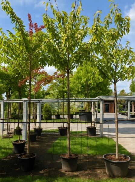 Prunus serrulata 'Kanzan' (Japanische Nelken-Kirsche), Hochstamm im Container, ca. 225 cm, Stammumfang 14–16 cm