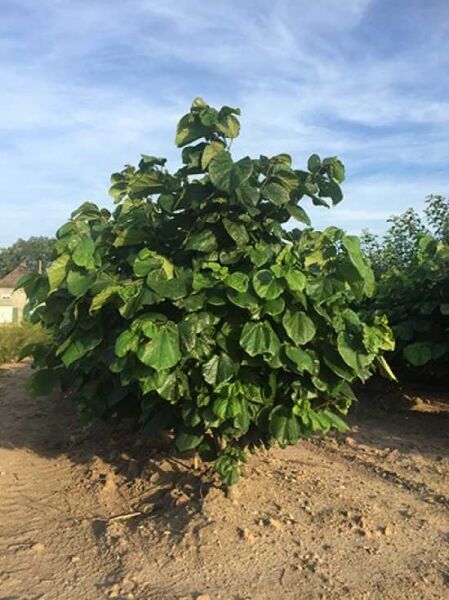 Cercis chinensis 'Avondale' (Chinesischer Judasbaum 'Avondale'), mehrstämmig, 150–200 cm, mit dichtem grünen Laub.