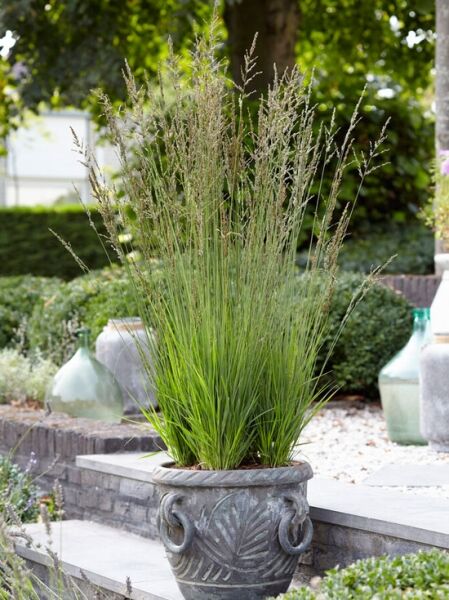 Kleines Pfeifengras &#039;Heidezwerg&#039; / Molinia caerulea &#039;Heidezwerg&#039;