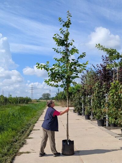 Amerikanischer Judasbaum (Cercis canadensis) Hochstamm 12-14 StU im Container, schlanker Stamm mit grünem Laubkranz