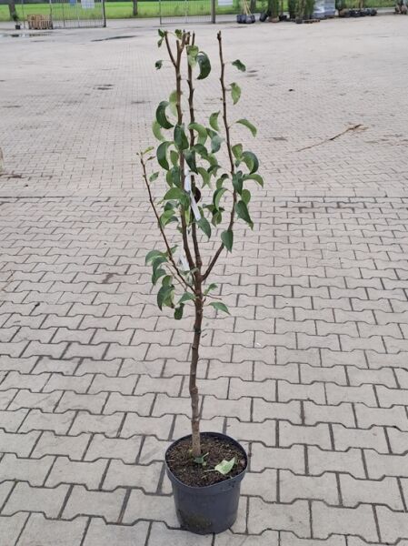 Birne ‘Alexander Lucas’ (Pyrus communis ‘Alexander Lucas’) 100–125 cm C5, junger Obstbaum im Topf mit grünem Laub.