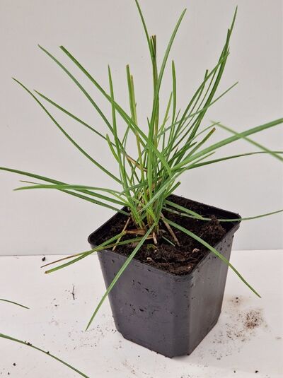 Sesleria autumnalis (Herbstkopfgras/Adria-Kopfgras) P9 im Kulturtopf, grasiger Horst mit schmalen grünen Blättern.