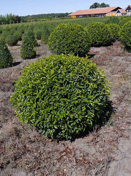 portugiesischer Kirschlorbeer 100-120 (Ballen) Prunus lusitanica 'Angustifolia Kugel'