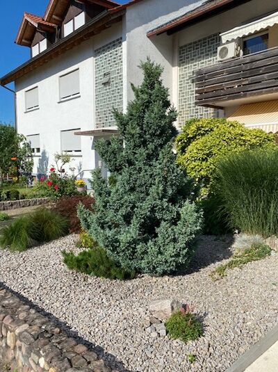 Chamaecyparis pisifera 'Boulevard' / Silber-Zypresse / Sawara-Scheinzypresse 'Boulevard'