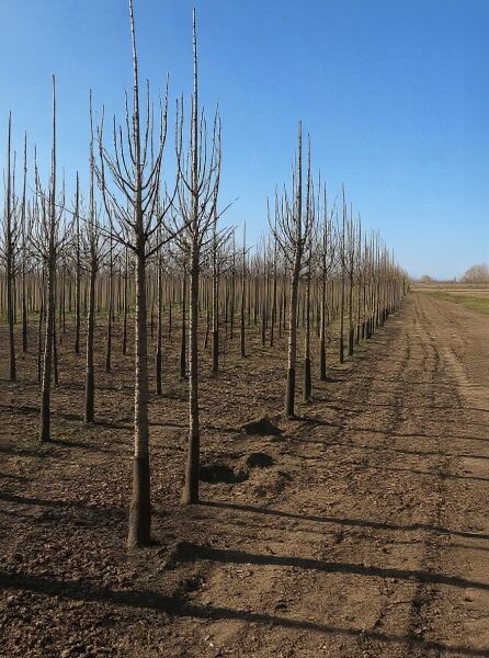Pyrus communis 'Konferenzbirne' / Birne Konferenzbirne Hochstamm 12-14 StU, laublose Bäume in Reihen auf dem Feld