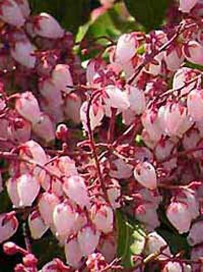 Pieris japonica 'Valley Rose' / Japanische Lavendelheide 'Valley Rose'