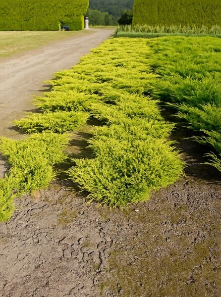 Juniperus pfitzeriana 'Goldkissen' / Pfitzer-Wacholder 'Goldkissen' als niedriger, gelbgrüner Bodendecker in Reihenpflanzung