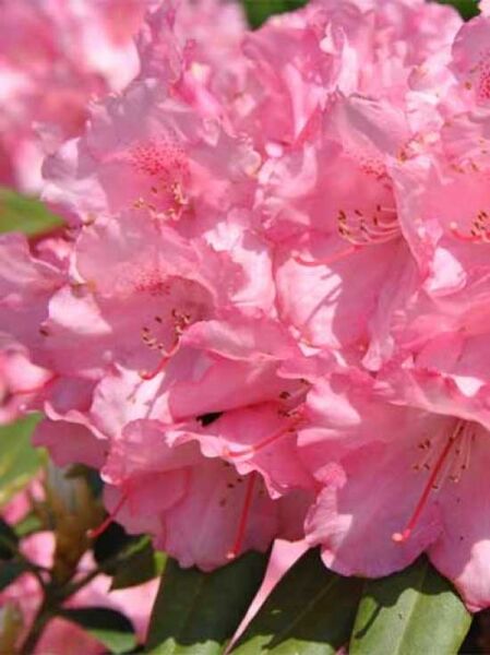 Rhododendron yakushimanum 'INKARHO Marlis' / Rhododendron 'INKARHO Marlis'