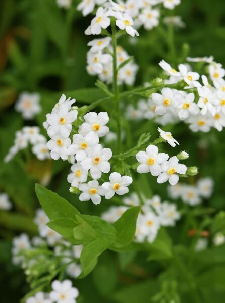 Myosotis palustris 'Ice Pearl' / Sumpf Vergissmeinnicht 'Ice Pearl' mit weißen Blüten und gelber Mitte, grünes Laub
