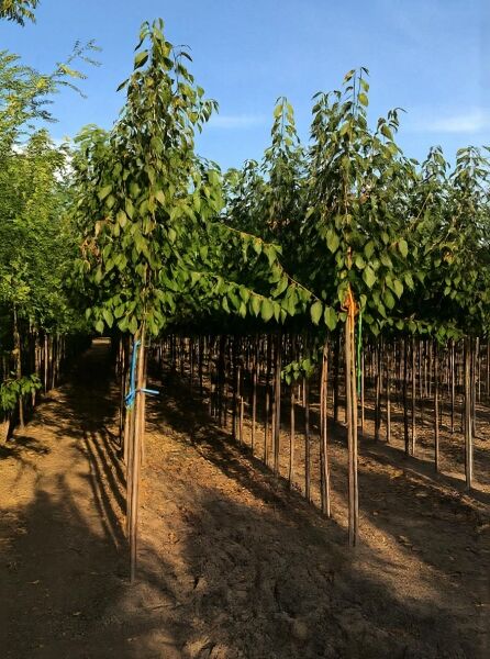 Prunus avium 'Dönissens Gelbe Knorpelkirsche' – Süßkirsche Hochstamm 10-12 StU mit Laubkrone in Baumschulreihe.