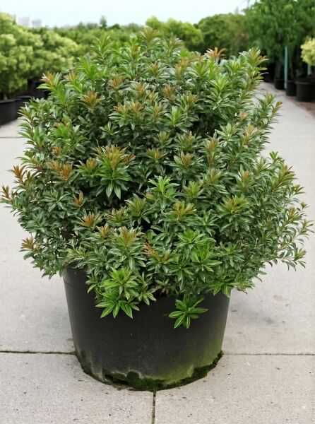 Pieris japonica 'Little Health' / Japanische Lavendelheide 'Little Health', 40–50 cm, C10, buschig im Container mit grünem Laub